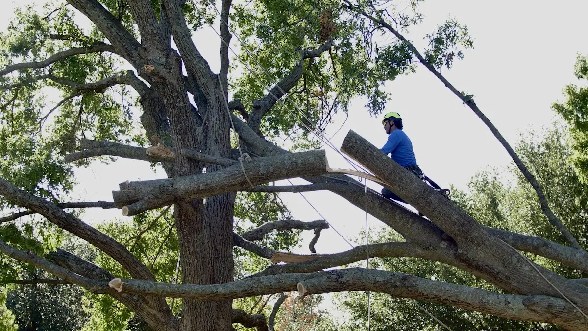 Professional Crown Thinning performed by certified arborists in Phippsburg