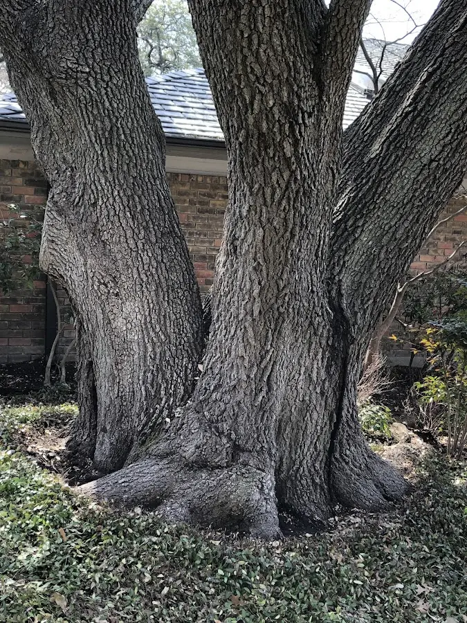 Mature heritage tree close to a Phippsburg property cared for by certified arborists